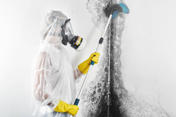 Best Airborne Mold Testing  in Hoschton, GA