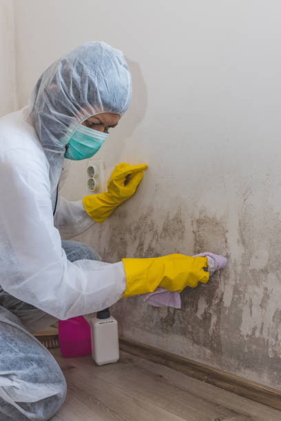 Best Mold Remediation for Healthcare Facilities  in Hoschton, GA