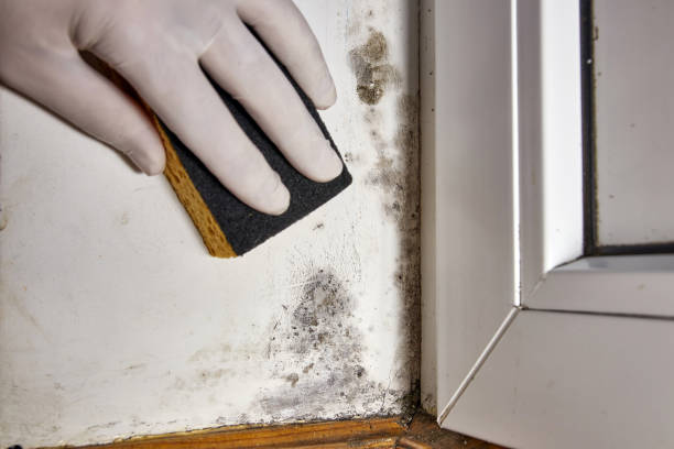 Best Mold Damage Restoration  in Hoschton, GA
