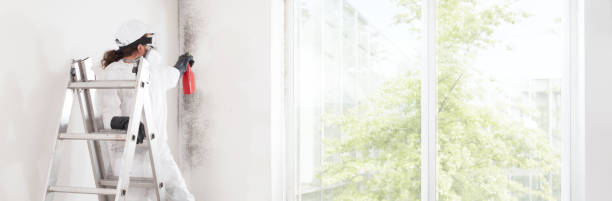 Best Environmental Consulting for Mold Prevention  in Hoschton, GA